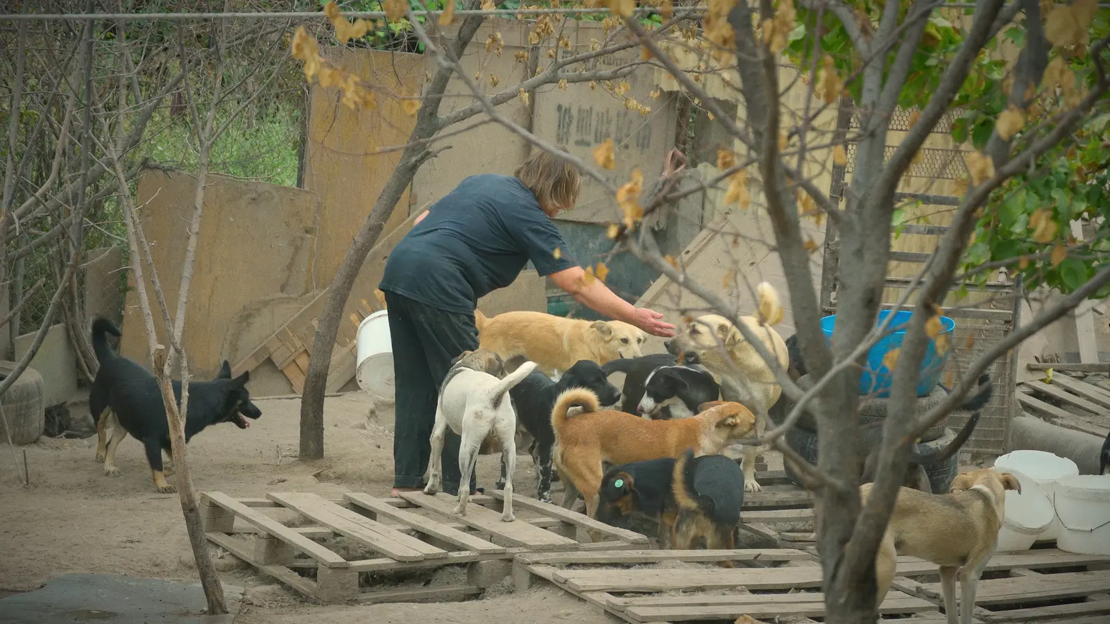 The Dogs